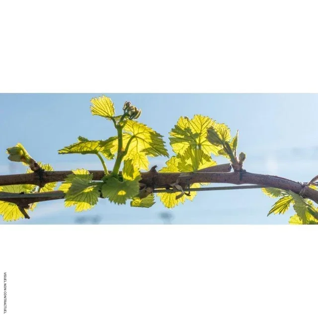 Câble chauffant antigel vignes HEATCOM 1350W 73m protection gel vignoble