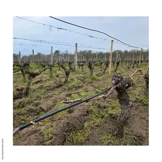 Câble chauffant antigel vignes 200W 11m HEATCOM - Protection gel vigne